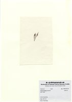 藏品(長枝沙菜)的圖片